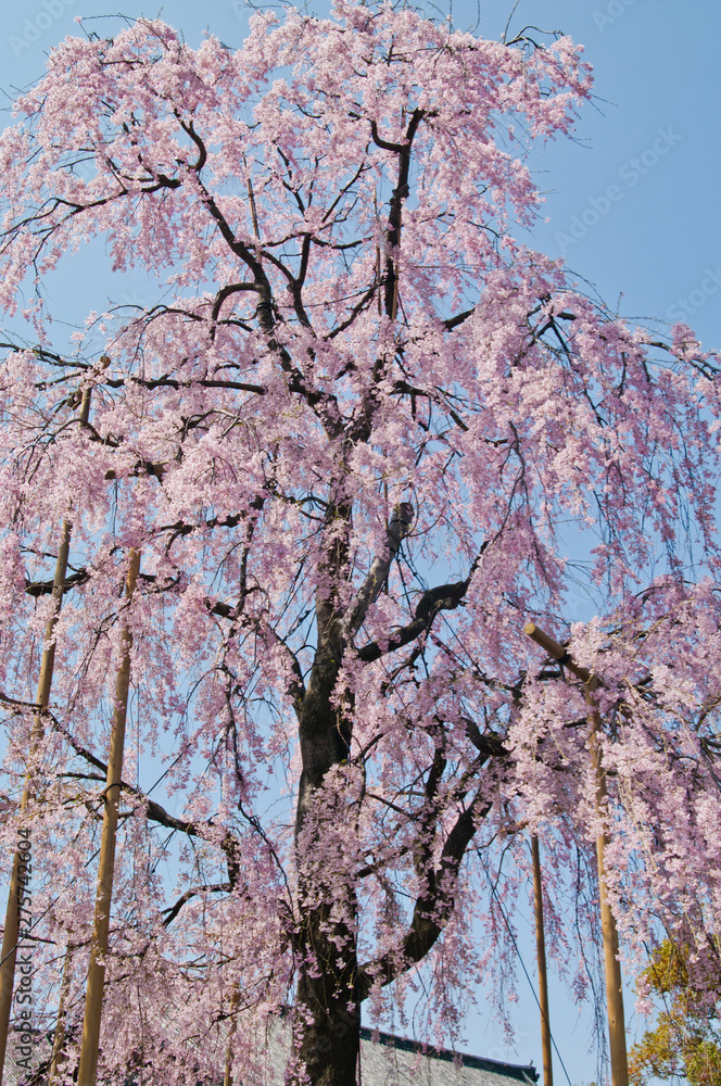 Fototapeta premium Scenery around Toji Temple in Kyoto,Japan. Scientific name is Cerasus itosakura (Sieb.) Masam. & Suzuki f. itosakura