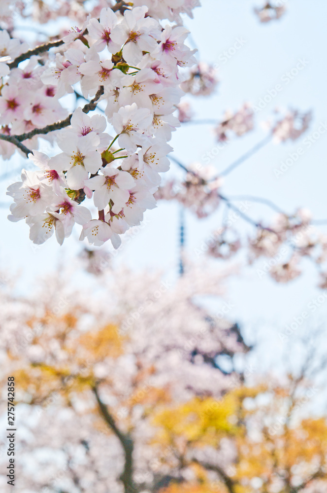 Cherry trees in full blossom of To-ji Temple in Kyoto.