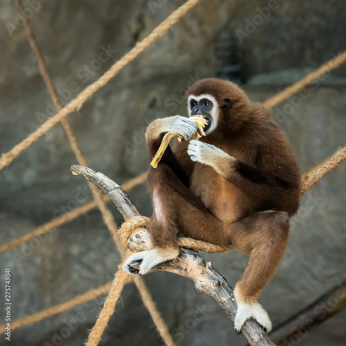 White handed gibbon eating bananas. photo