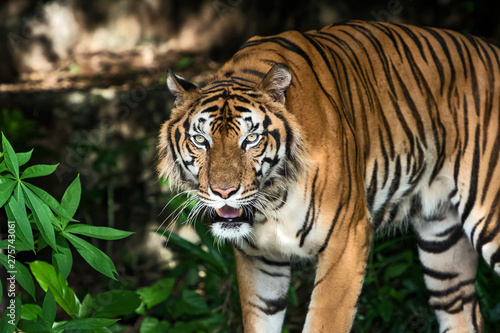 Portrait of tiger.