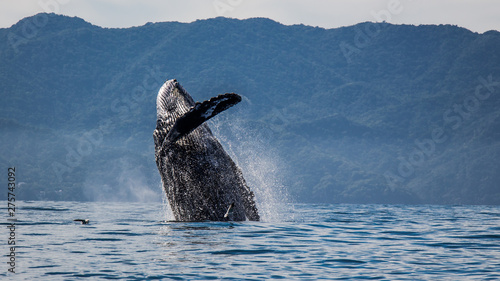 Obraz na płótnie Ballenas  Whale Watching Puerto Vallarta