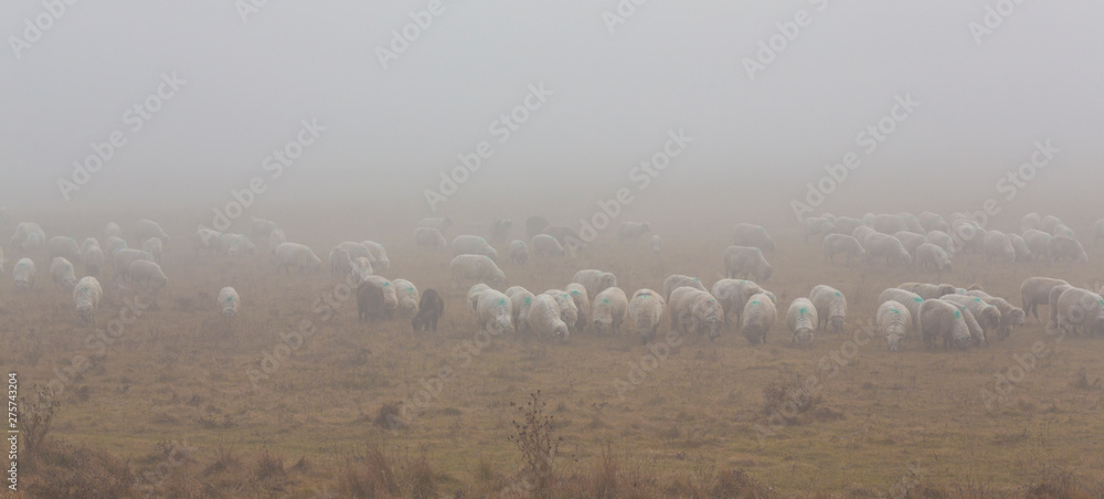 Flock of sheep in remote rural area on a foggy autumn day