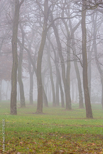 Autumn scenery with mist in a city park  with locust trees