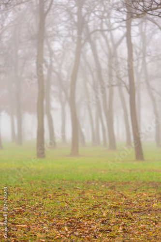 Autumn scenery with mist in a city park, with locust trees
