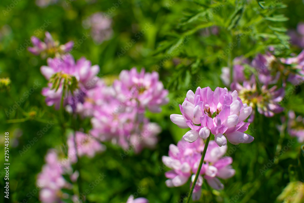 Pink wildflowers Pink wildflowers