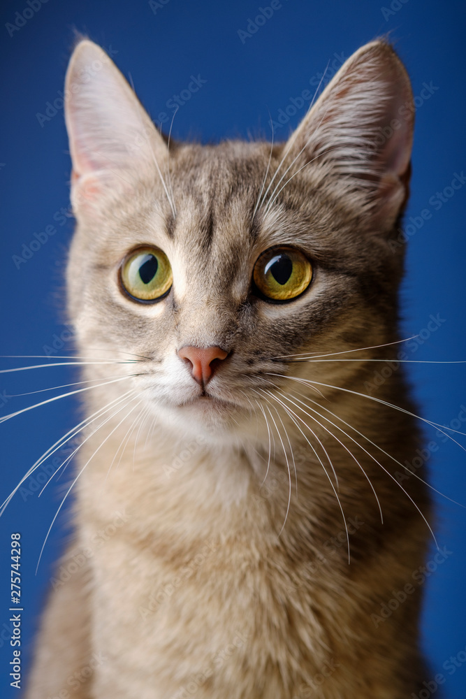 Female cat sitting in front of blue background. Portrait of a beautiful gray cat one year Female cat sitting in front of blue background. Portrait of a beautiful gray cat one year