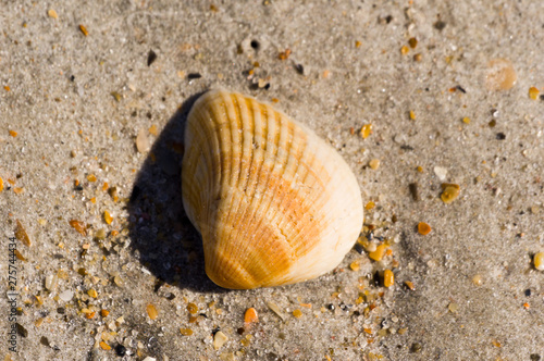 shell on the beach 26