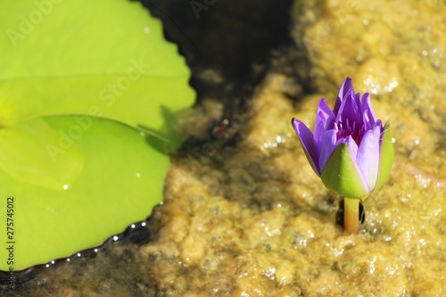 Beautiful lotus in the pond with nature
