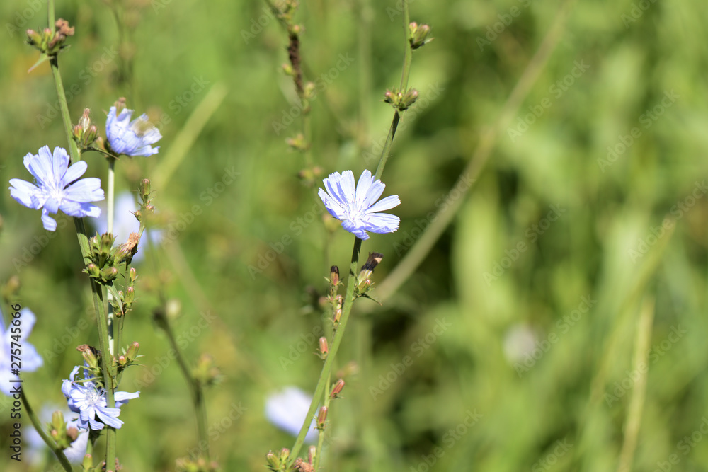 Delicate flowers of chicory illuminated by the bright summer sun Delicate flowers of chicory illuminated by the bright summer sun
