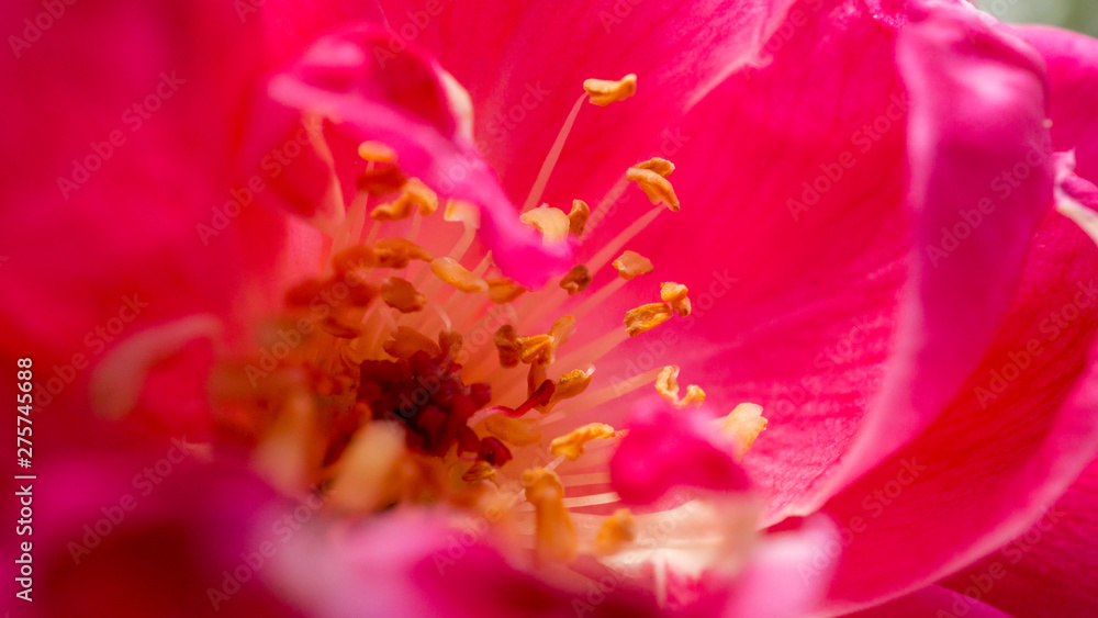 Closeup of colorful flower.