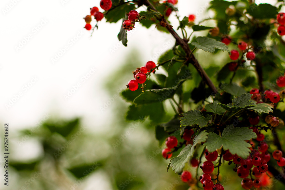 red currant berries on a branch in the garden