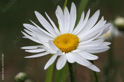 White Daisy Flower Bloom with Yellow Center