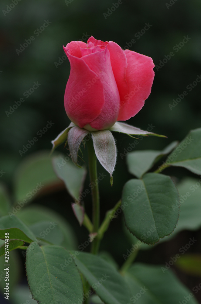 Pink Rosebud on Green Background Pink Rosebud on Green Background