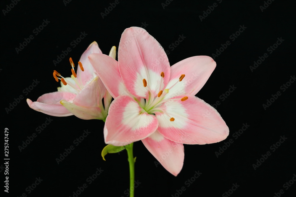 Lily Lily