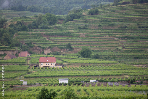 Premieum Vineyards in Krems, a small town in the Wachau Valley in the Austrian Countryside west of Vienna photo