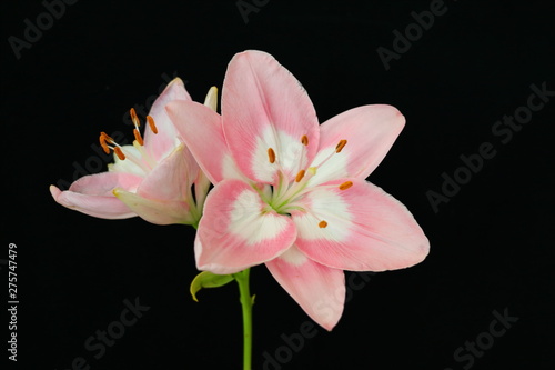 Lily