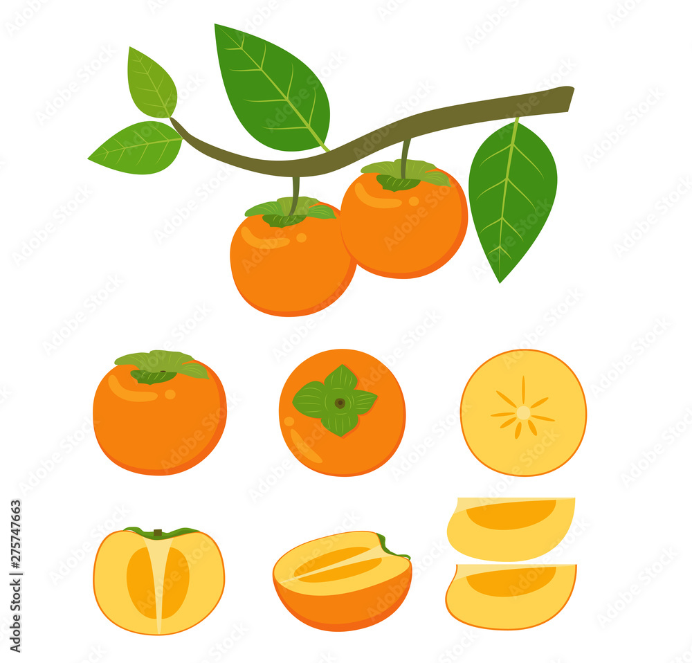 Vector illustration of fresh persimmon fruit vector set isolated on white background Vector illustration of fresh persimmon fruit vector set isolated on white background
