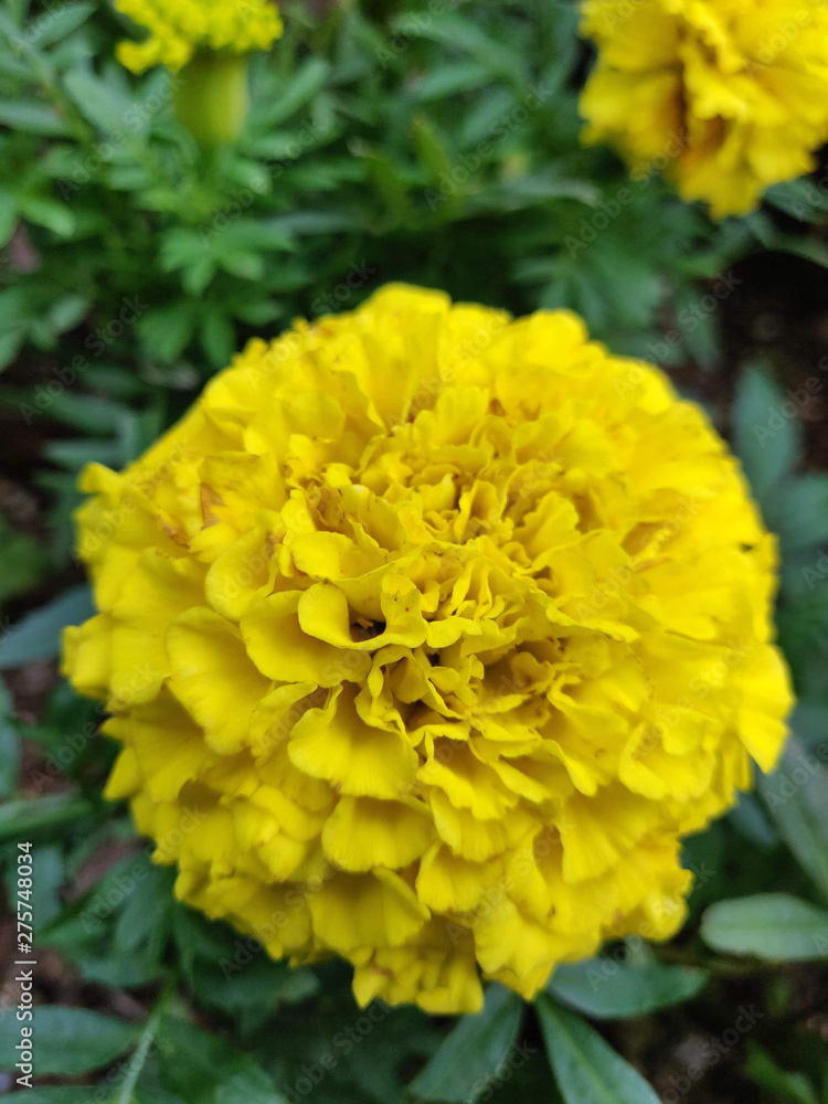 Fototapeta premium Yellow Flower Bokeh