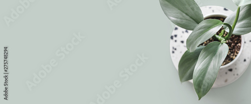 Modern houseplants on a terrazzo board on a pastel green background, minimal creative home decor concept, top view with copy space, Philodendron Hastatum