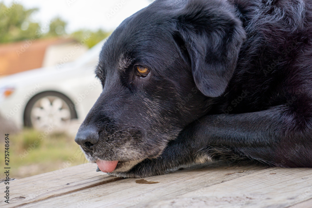 Labrador Labrador