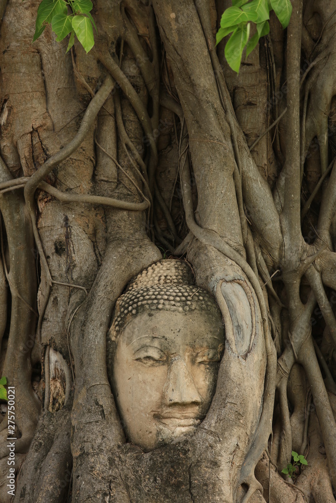 Buddha Head in Big tree at Wat Mahathat Thailand Buddha Head in Big tree at Wat Mahathat Thailand