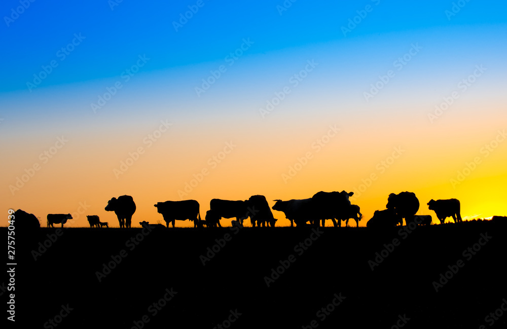 Pasture at sunset. Silhouette of cattle grazing on a summer evening.