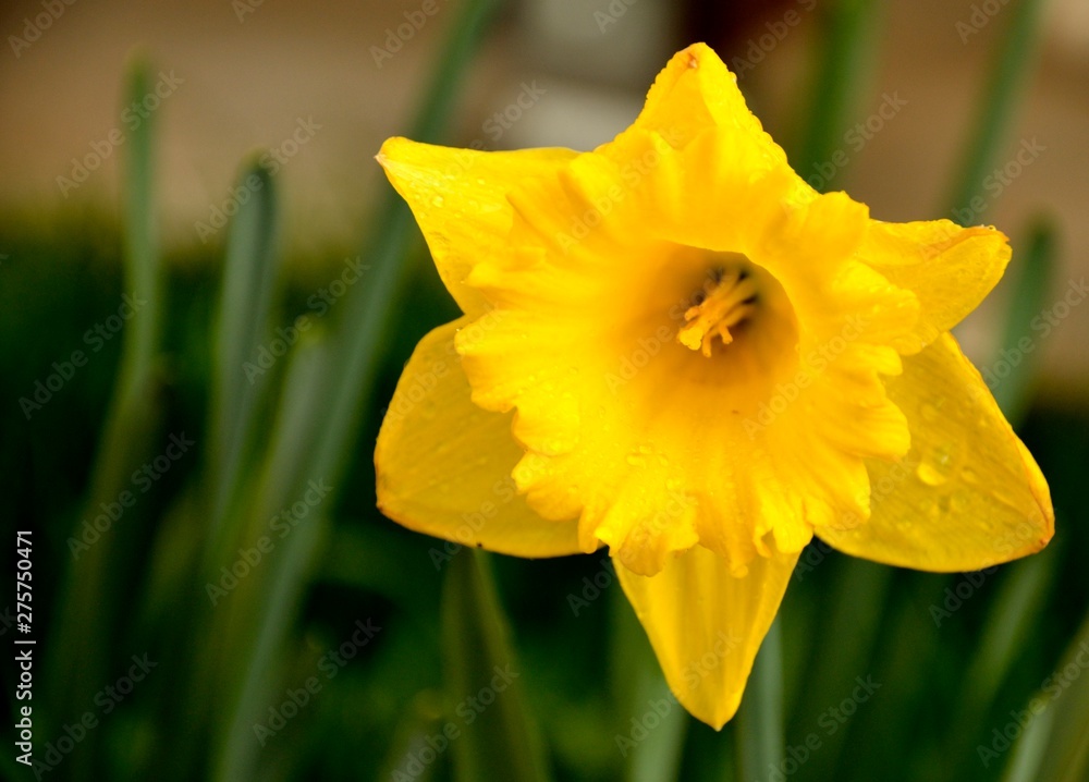 yellow daffodil in the garden yellow daffodil in the garden