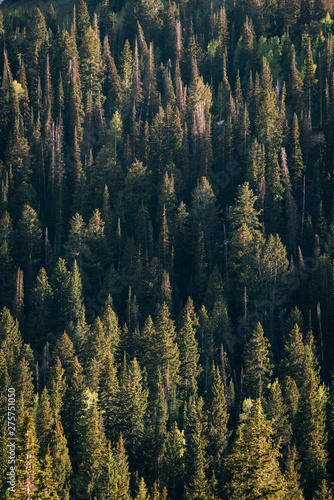 View of a forest in Big Cottonwood Canyon, near Salt Lake City, Utah