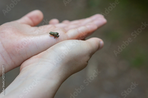 beautiful hands holding a frog