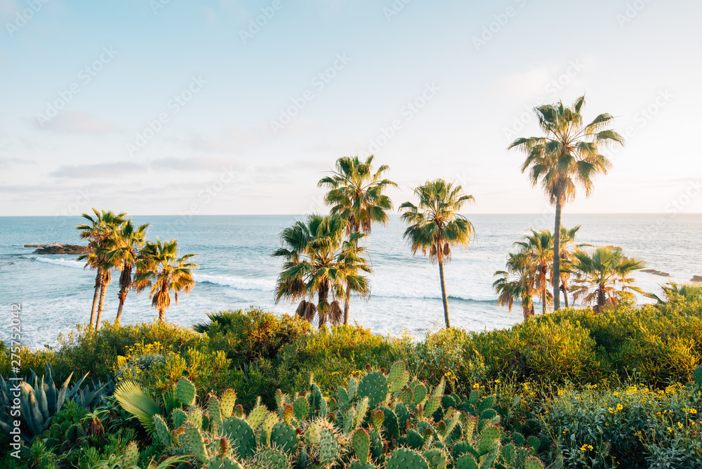 Cactus and palm trees at Heisler Park, in Laguna Beach, Orange County, California