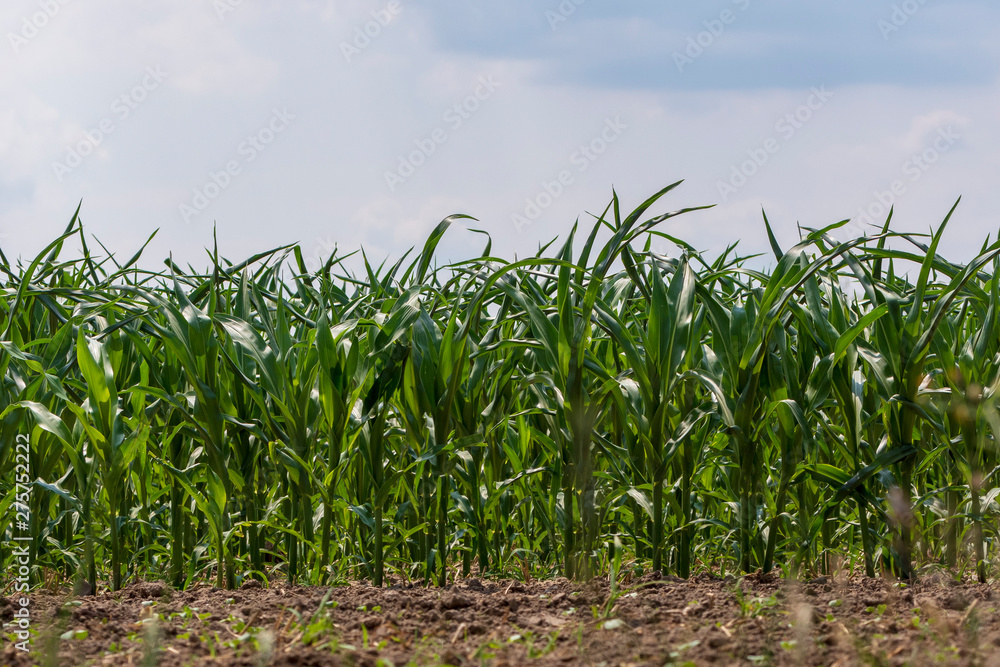 Fototapeta premium die ersten grünen Maispflanzen