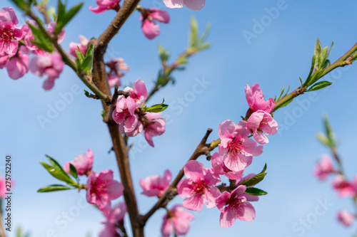 Beautiful peach blossom. Pink Peach Flowers. peach flowers on blue sky background