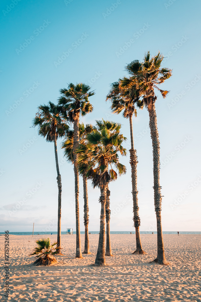 Palm trees on the beach in Santa Monica, Los Angeles, California