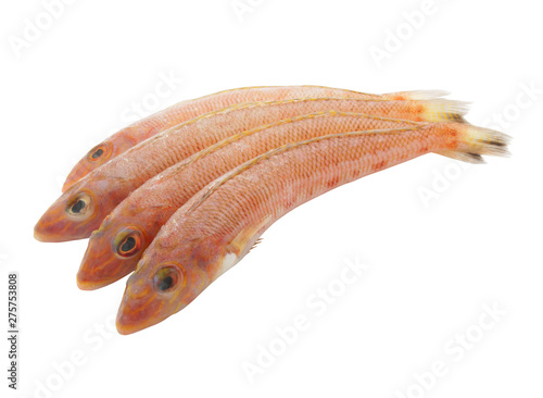 Goby fish isolated on white background photo