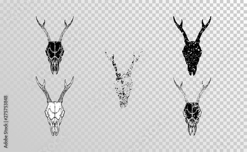 Vector set of hand drawn skulls roe deer with grunge elements in different versions on a transparent background. Monochrome.