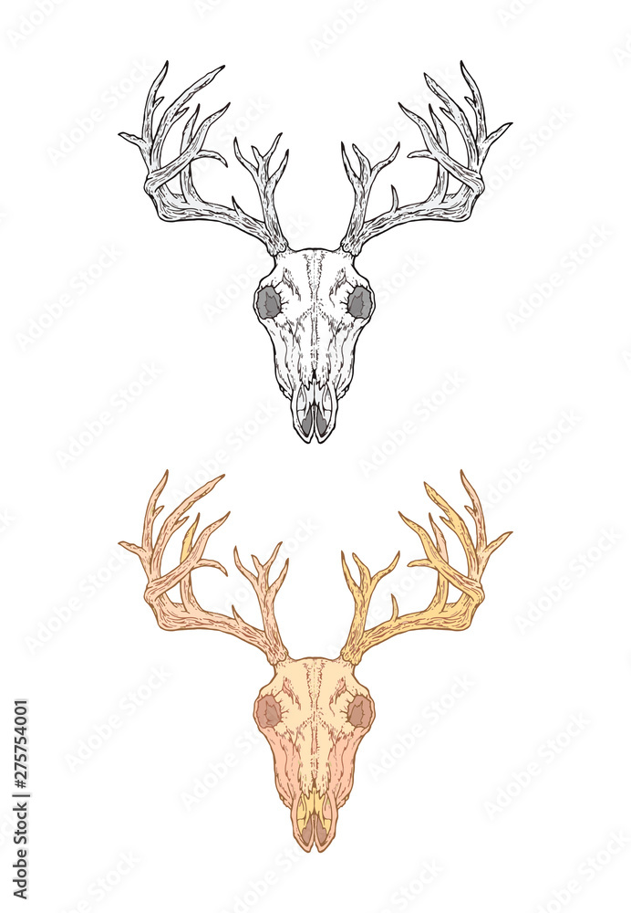 Vector illustration with hand drawn deer skull. Two variants ...