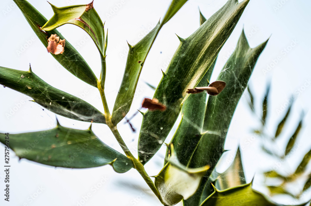 Obraz premium bamboo and green leaves