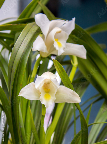 white lilies of the valley