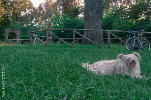 during a hot summer day a dog is lying on the green grass. good dog