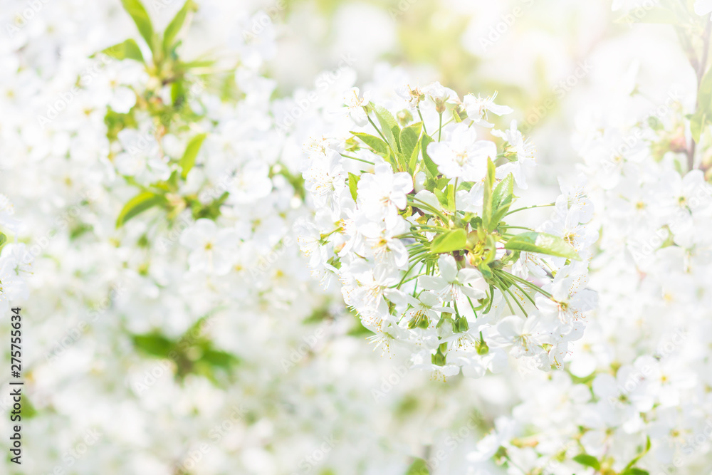 Floral spring background, soft focus. Branches of blossoming bird-cherry Prunus padus in spring outdoors macro in vintage light blue pastel colors. Floral spring background, soft focus. Branches of blossoming bird-cherry Prunus padus in spring outdoors macro in vintage light blue pastel colors.