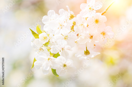 Floral spring background, soft focus. Branches of blossoming bird-cherry Prunus padus in spring outdoors macro in vintage light blue pastel colors.