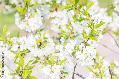 Floral spring background, soft focus. Branches of blossoming bird-cherry Prunus padus in spring outdoors macro in vintage light blue pastel colors.