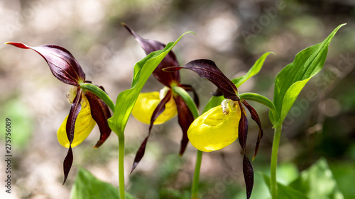 Sabot de Venus, a rare orchid that grows on the slopes of the Vercors plateau in the French Alps