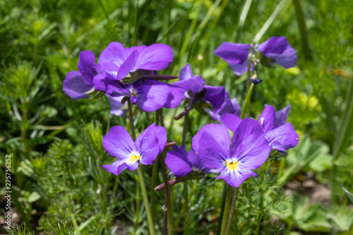 A field of wild thoughts on the Vercors plateau in the French Alps