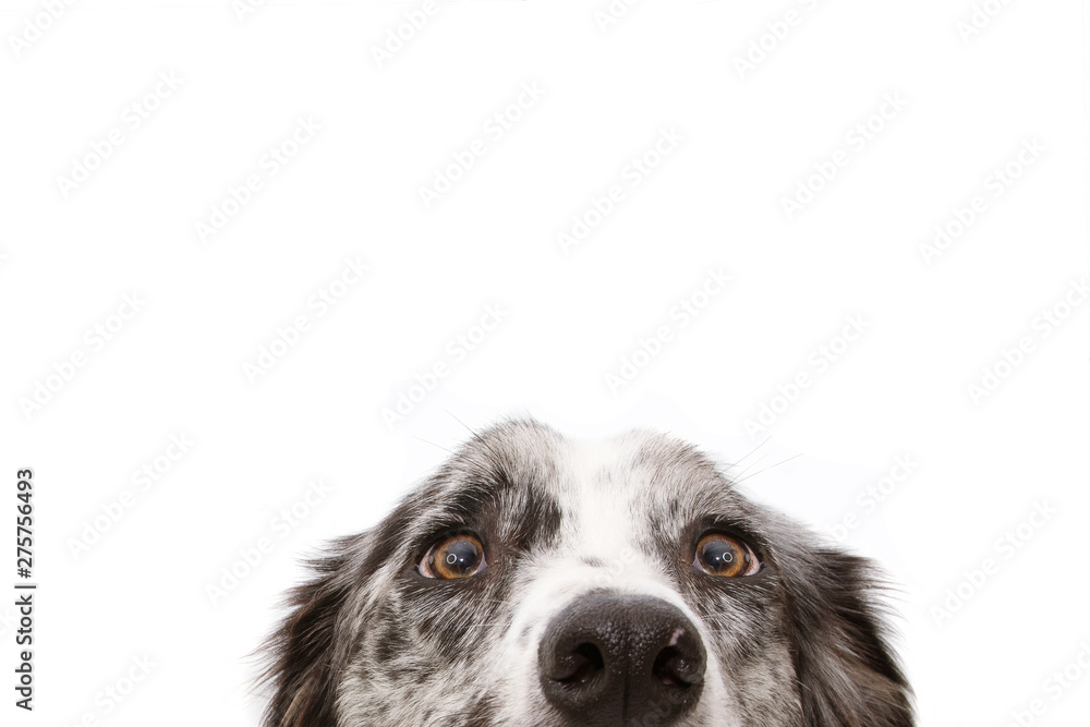 Fotografia Close-up blue merle border collie dog eyes su EuroPosters.it
