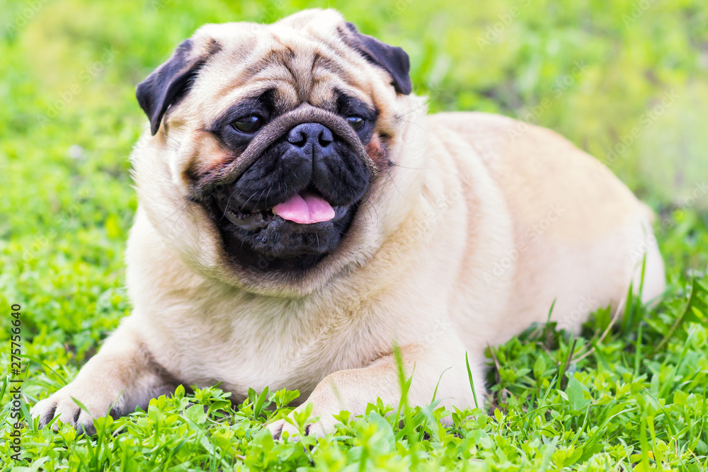Close-up of Pug on the green grass in the garden