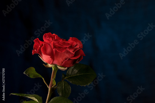 Red rose on blue defocused background. Side view  blank space. Background for desing.