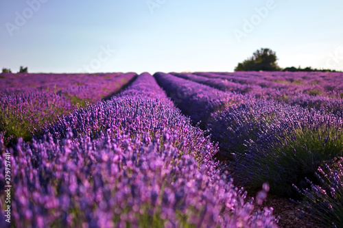 Blooming field of lavender flowers. Landscape of south France