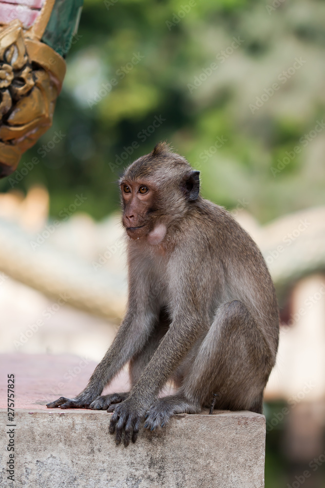 Macaque monkey. Kingdom of Thailand