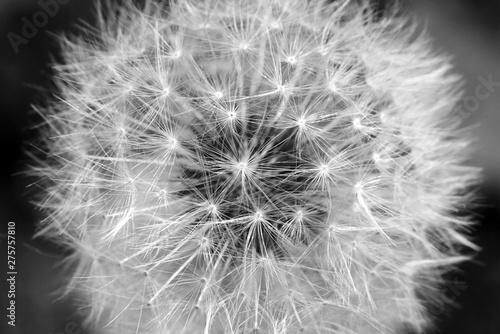 Dandelion closeup. Fluffy spring flower black and white